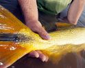 argentina-golden-dorado-fishing-03